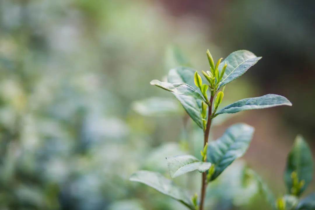 Bi Luo Chun tea