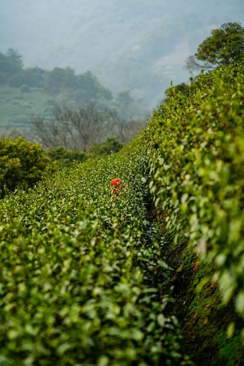 Bi Luo Chun tea tree