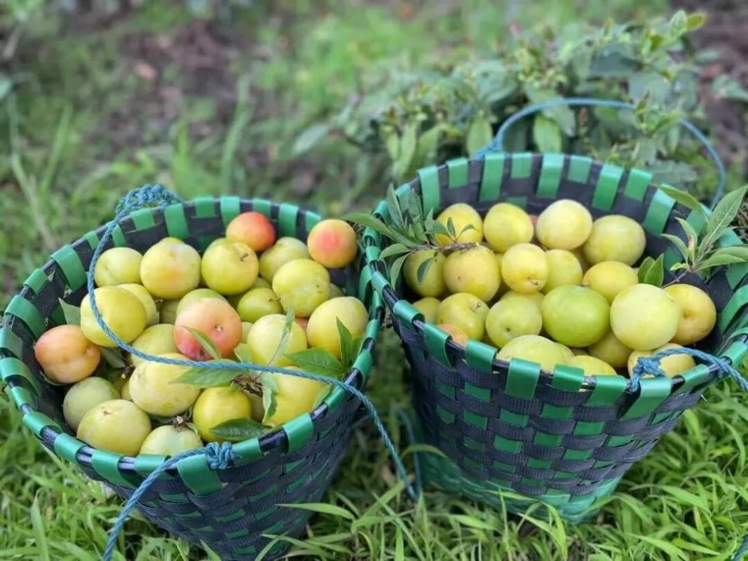 Suzhou fruit Xishan plum