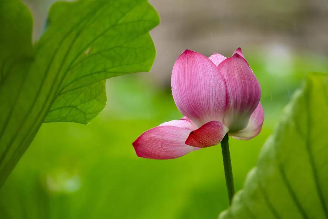 Enjoying lotus in Stone Lake Park