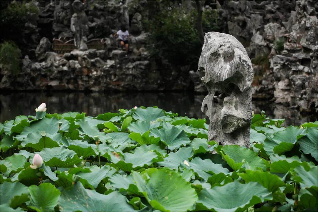 Lion Grove Garden lotus flower