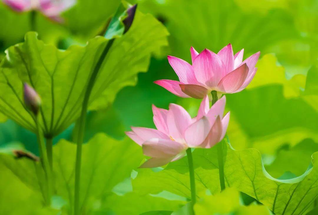 Lotus in Wetland Park