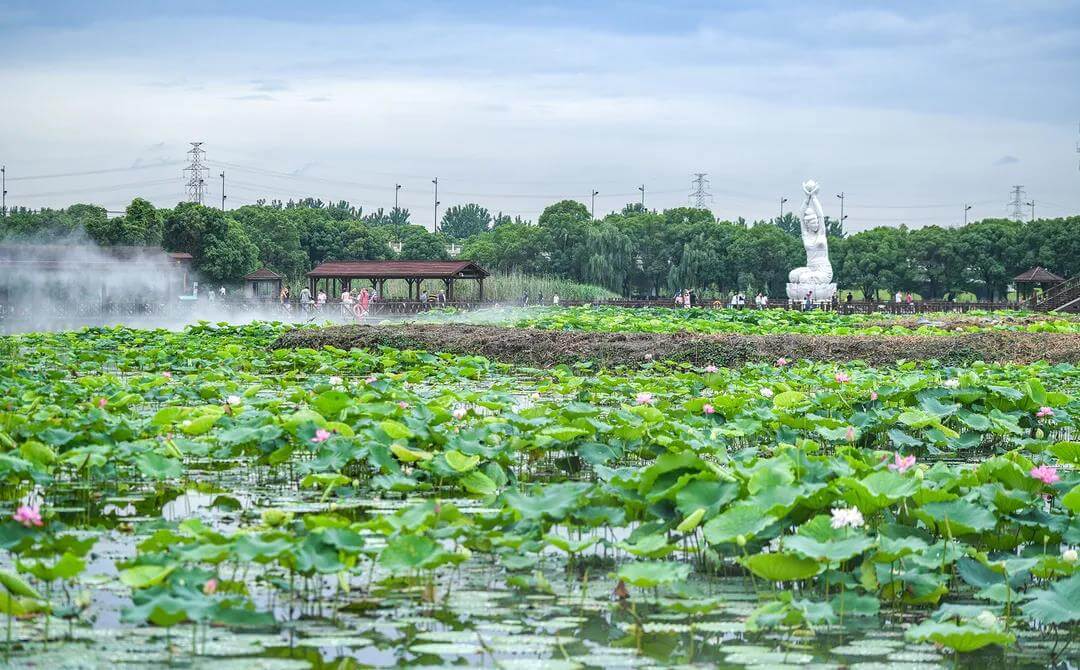 Lotus pond moon Wetland Park