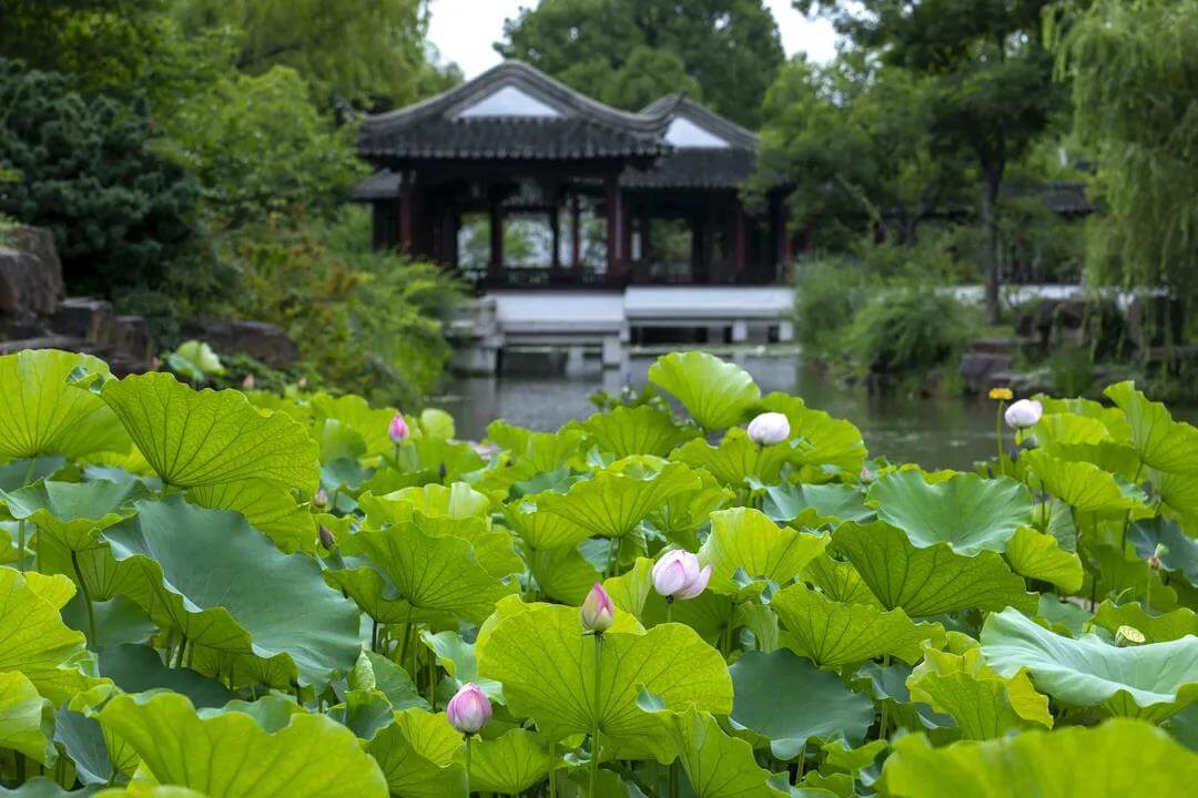 lotus in Tiger Hill