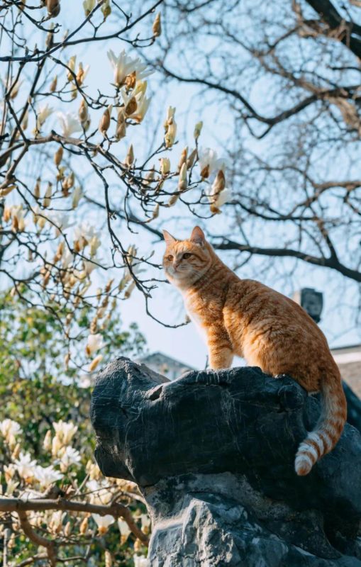 Two cats are very comfortable walking under magnolias.