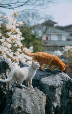 Two cats are very comfortable walking under magnolias.