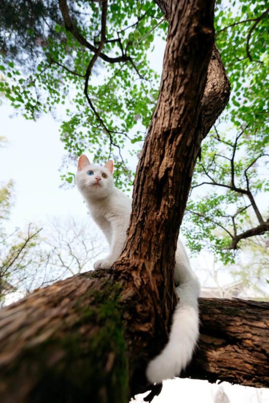 Xiaobai under the lilac tree