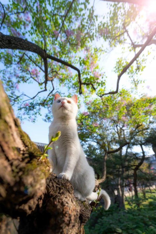 Xiaobai under the lilac tree