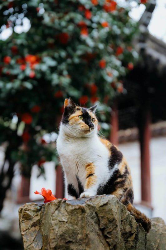 cat life under Camellia