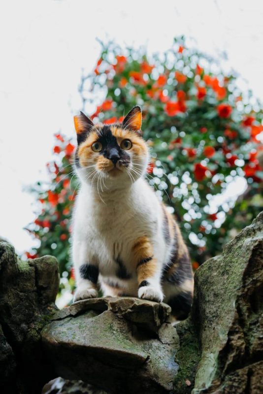 cat life under Camellia