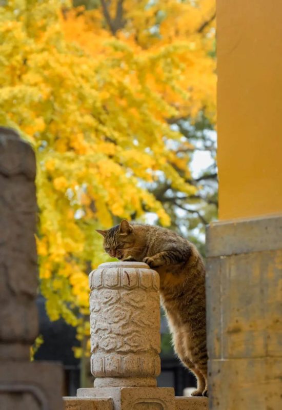 cats in Xiyuan temple