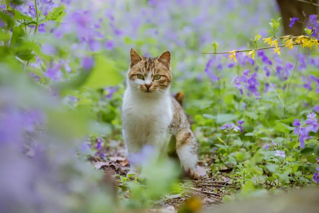 little cat hide in flowers