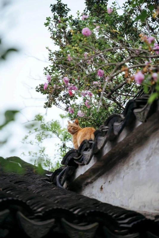 little cat in the art garden