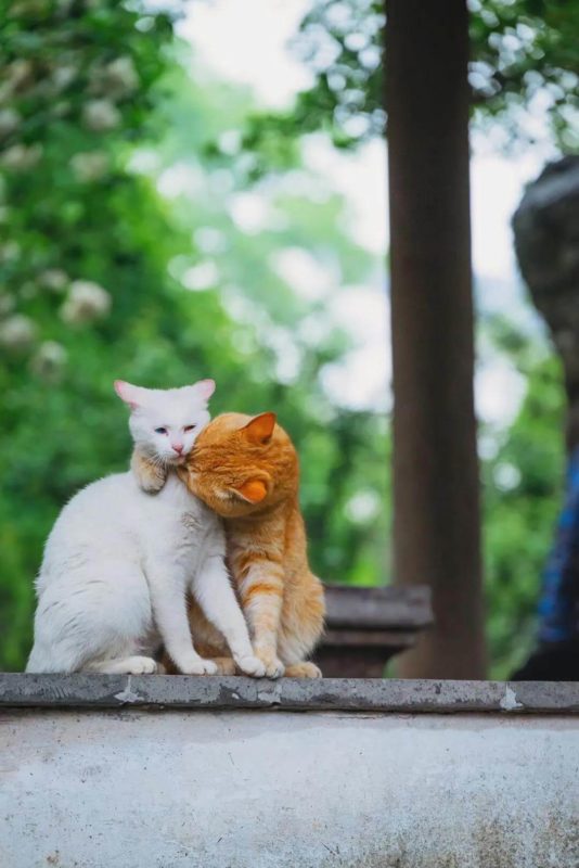 sweet couple cats