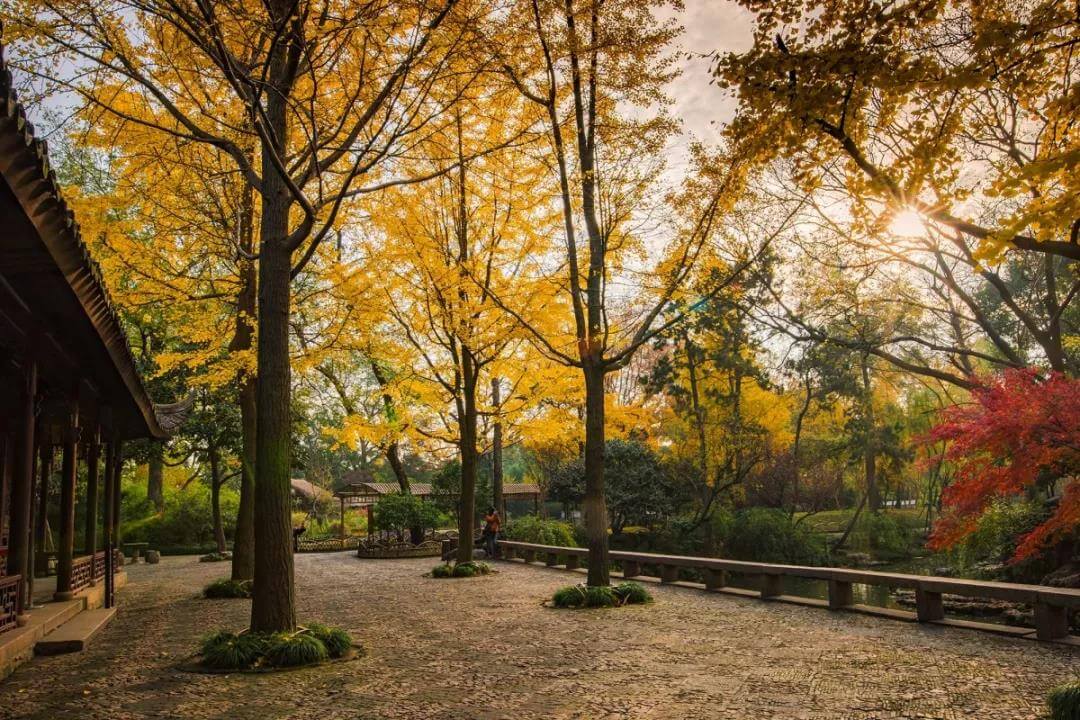 Ginkgo tree