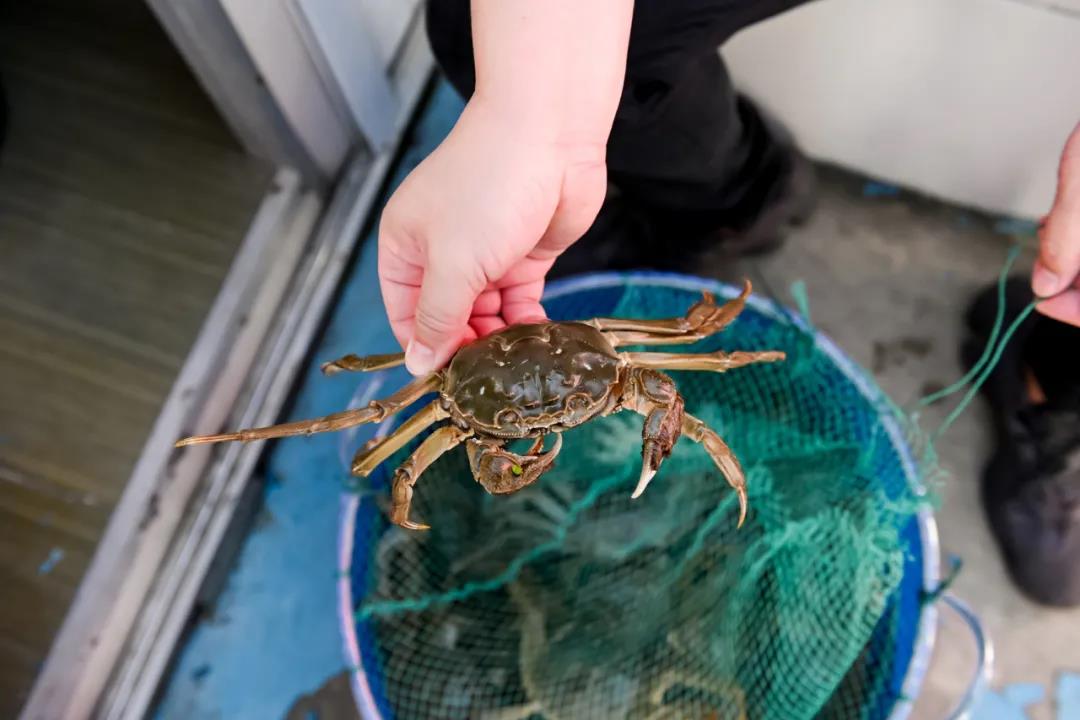 Yangcheng Lake Hairy Crab (2)