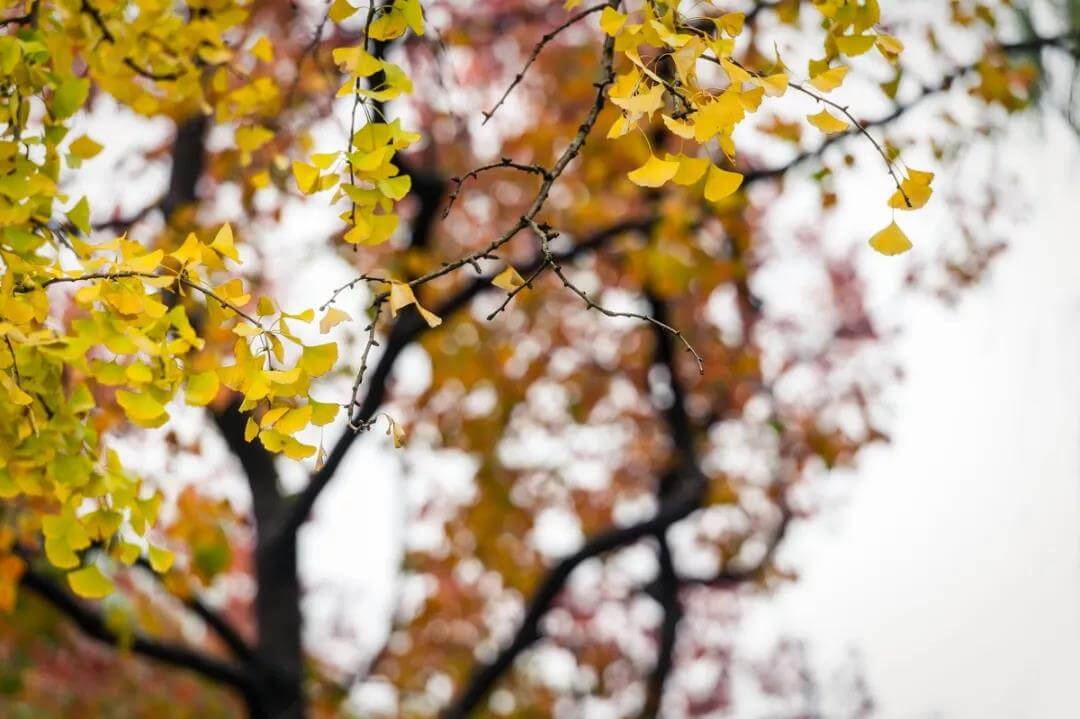 red maple and ginkgo