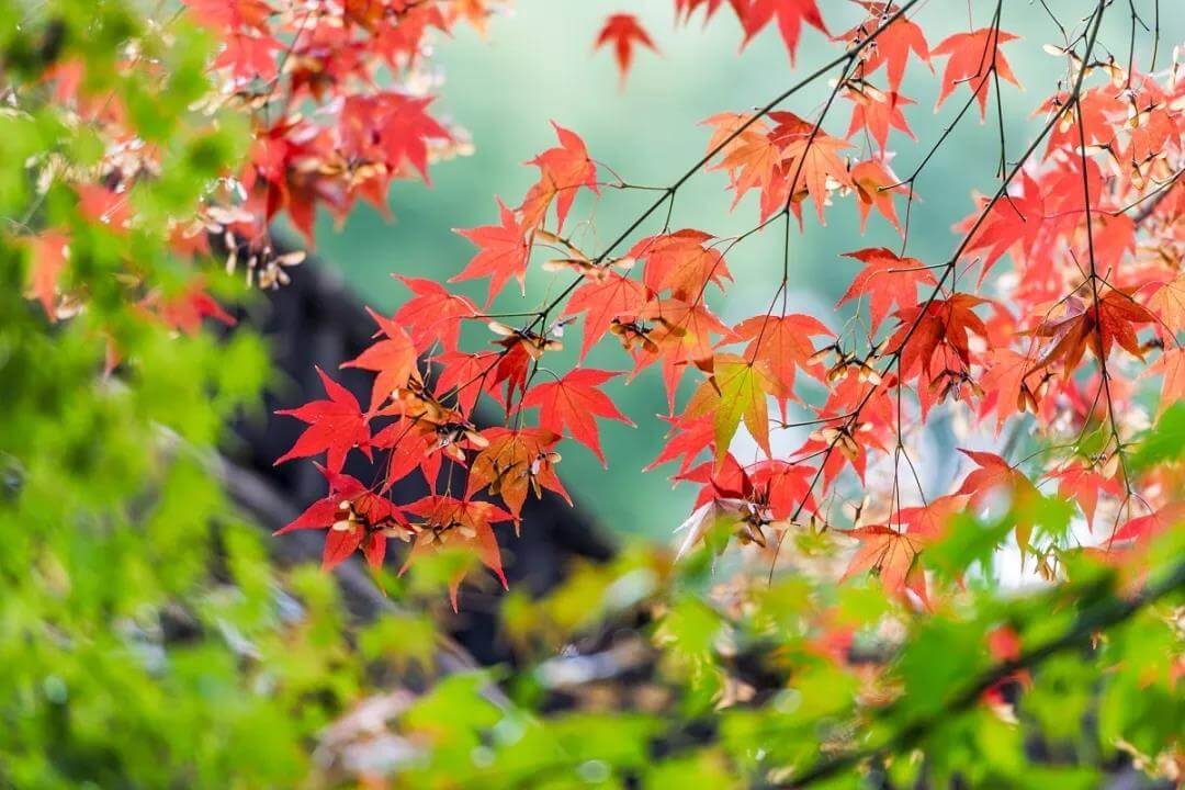 red maple and ginkgo