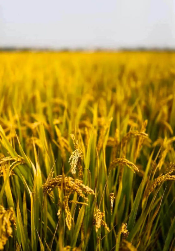 Autumn breeze ripples the wheat