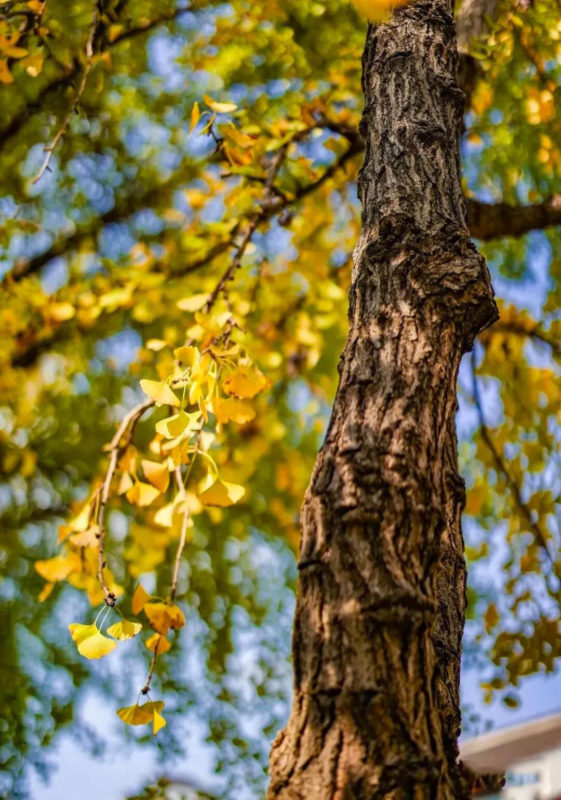 Ginkgo leaves