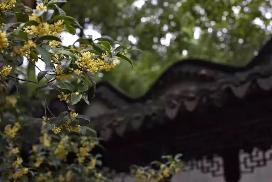 Suzhou Osmanthus Flower Finally Comes Into Bloom