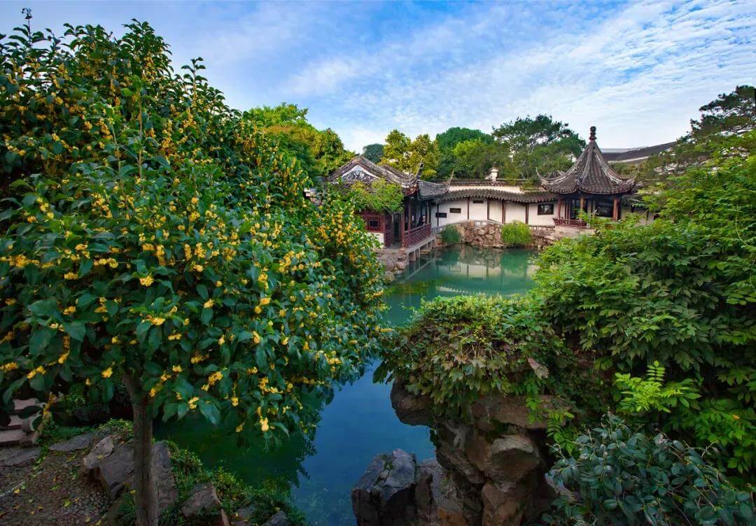 Suzhou Osmanthus Flower Finally Comes Into Bloom