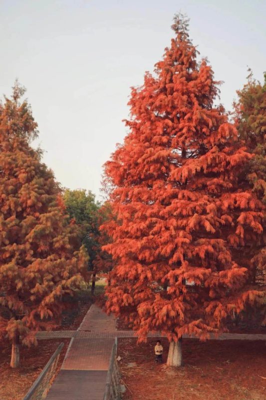 Towering Chinese Larch