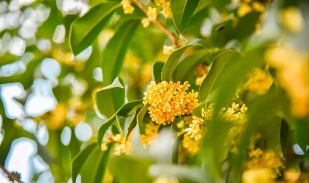 fragrance of osmanthus flowers