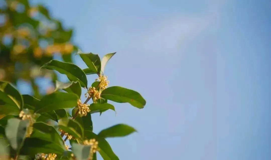 osmanthus flower