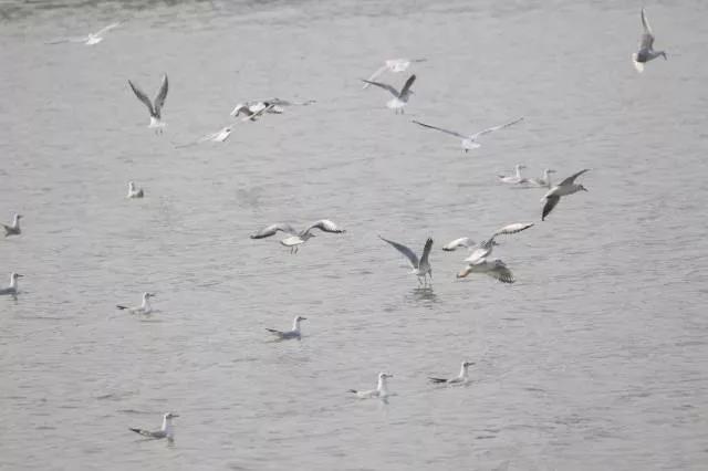 Black-headed Gull