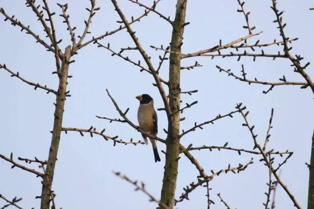 Chinese Grosbeak