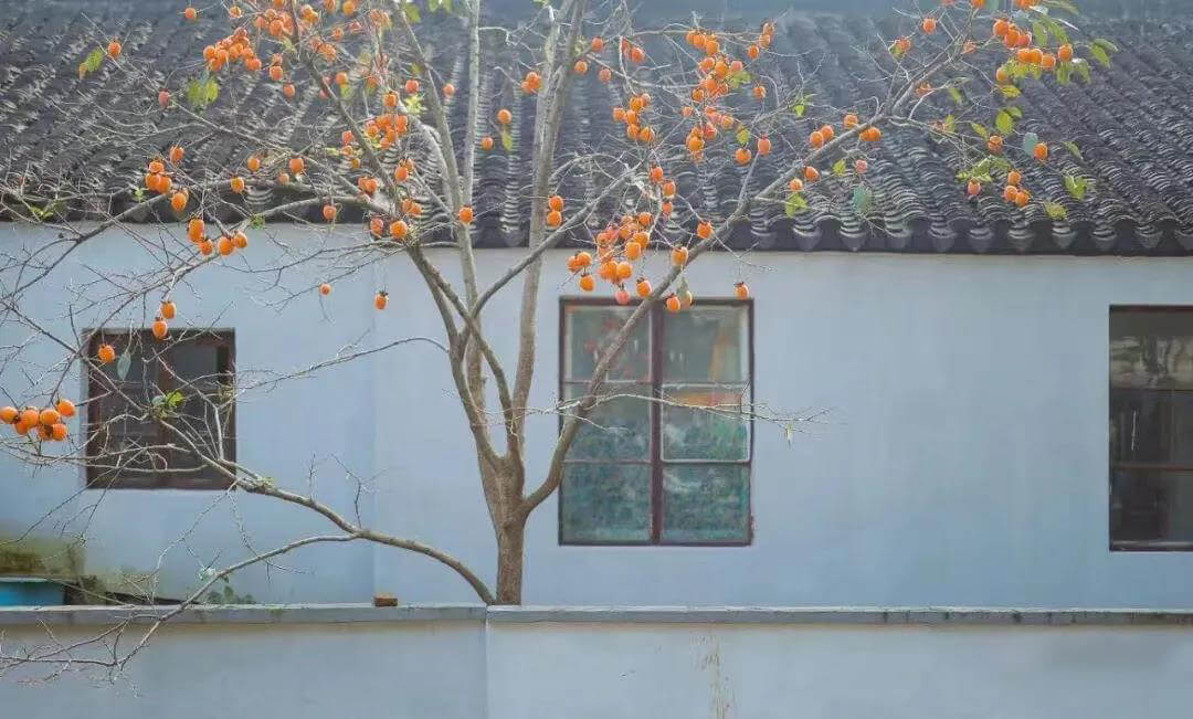 Daoqian Street Persimmon Tree