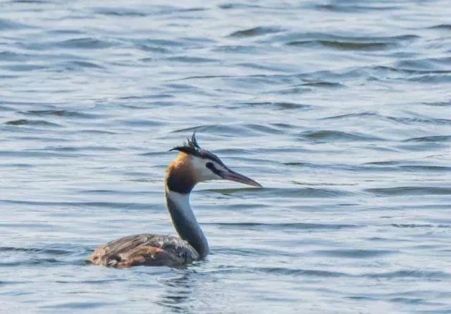 Great Crested Grebe