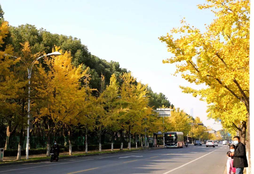 Linquan Street Seasonal Scenery