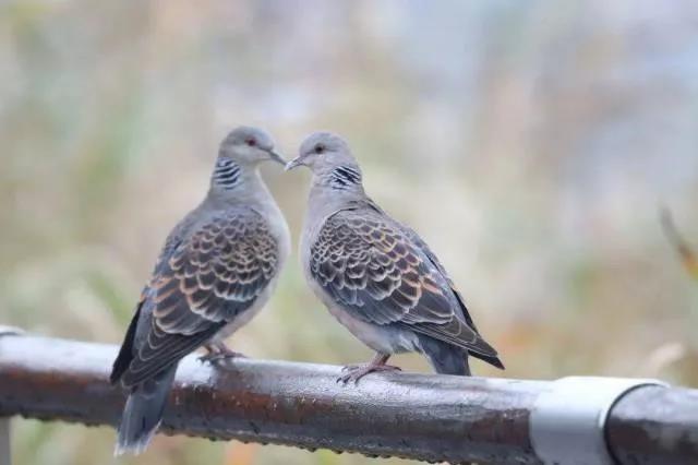 Oriental Turtle Dove