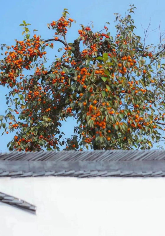 Persimmon Tree