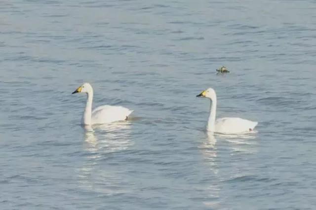 Taihu Lake flock of tundra