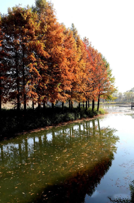 Suzhou Huqiu Wetland Park