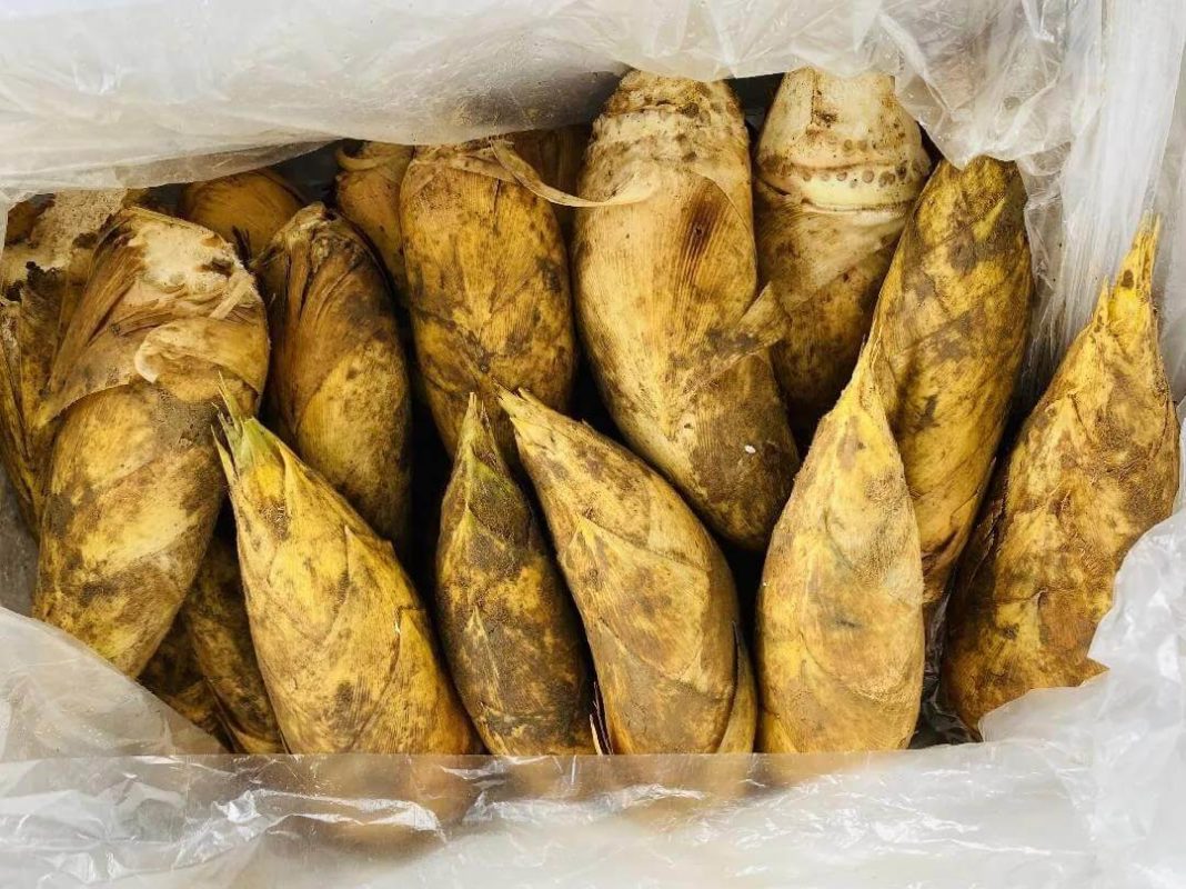 Local seasonal foods- Winter bamboo shoots