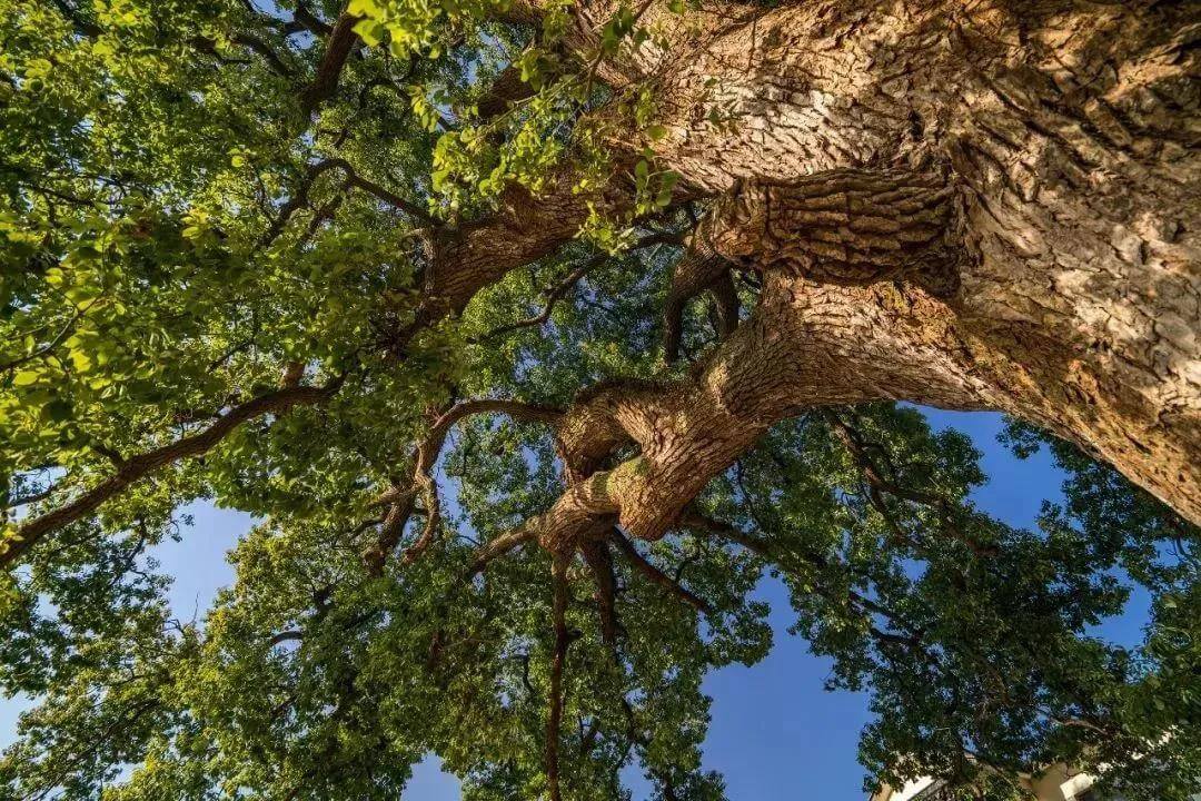 towering camphor tree